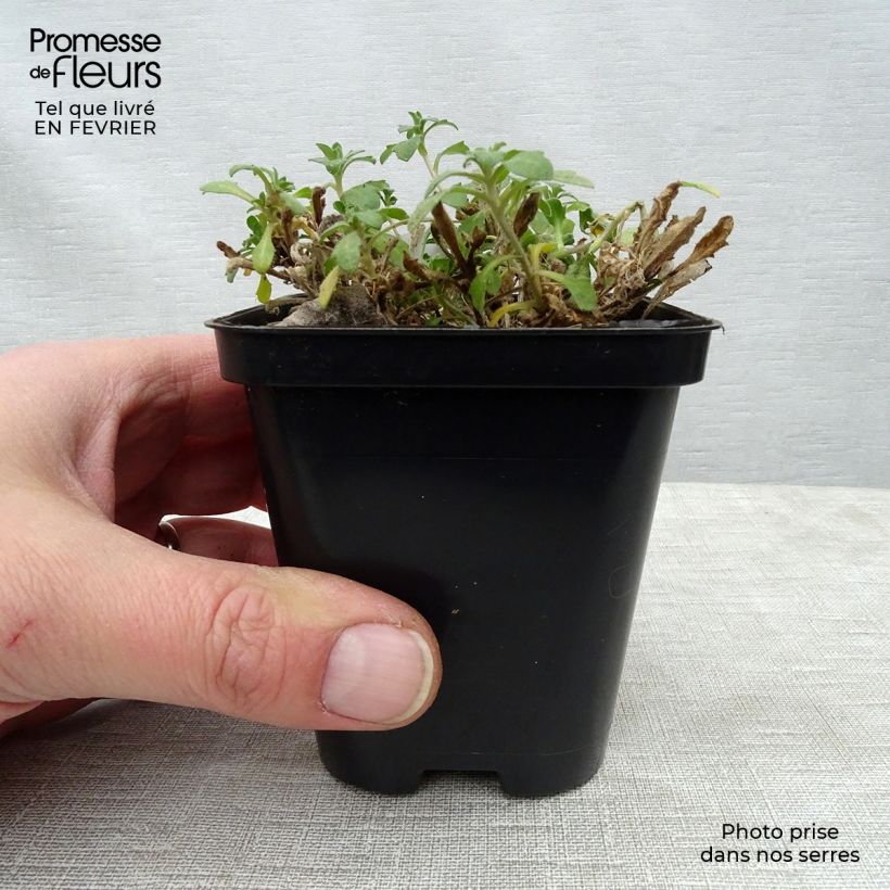 Aubrieta Hamburger Stadtpark - Aubrezia Vasetto da 8/9 cm esemplare consegnato in inverno