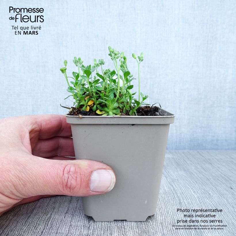 Aubrieta Hamburger Stadtpark - Aubrezia Vasetto da 8/9 cm esemplare consegnato in primavera