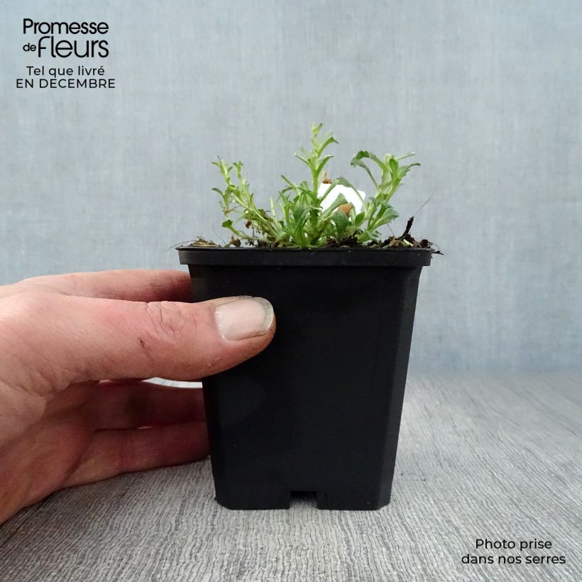 Aubrieta Cascade Red - Aubrezia Vasetto da 8/9 cm esemplare consegnato in inverno