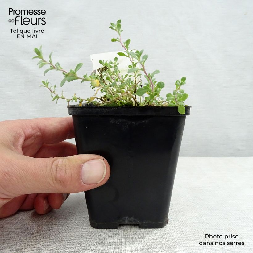 Aubrieta Cascade Purple - Aubrezia Vasetto da 8/9 cm esemplare consegnato in primavera