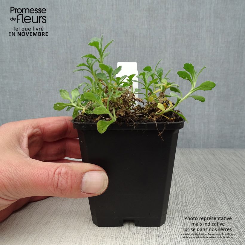 Esemplare di Aubrieta Cascade Purple - Aubrezia Vasetto da 8/9 cm come consegnato in autunno
