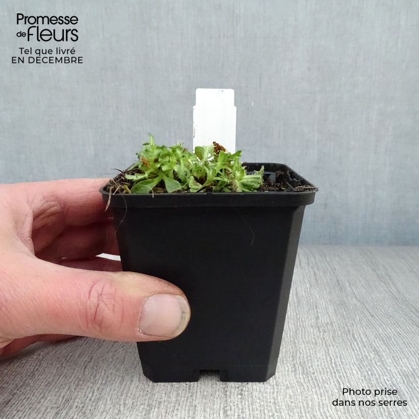 Aubrieta Cascade Purple - Aubrezia Vasetto da 8/9 cm esemplare consegnato in inverno