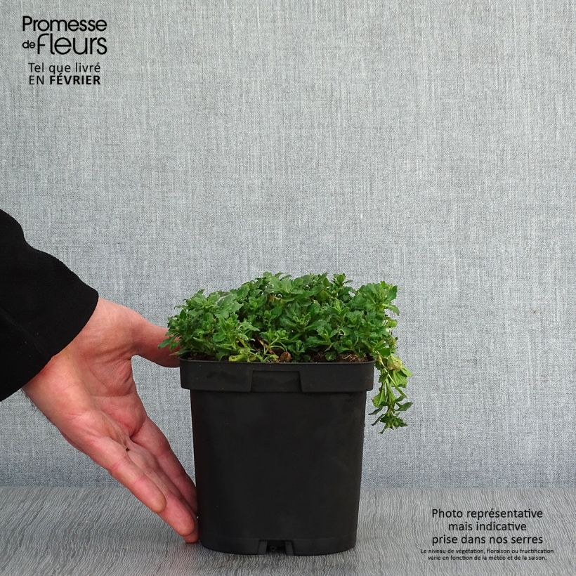 Aubrieta Cascade Purple - Aubrezia Vaso da 2L/3L esemplare consegnato in inverno