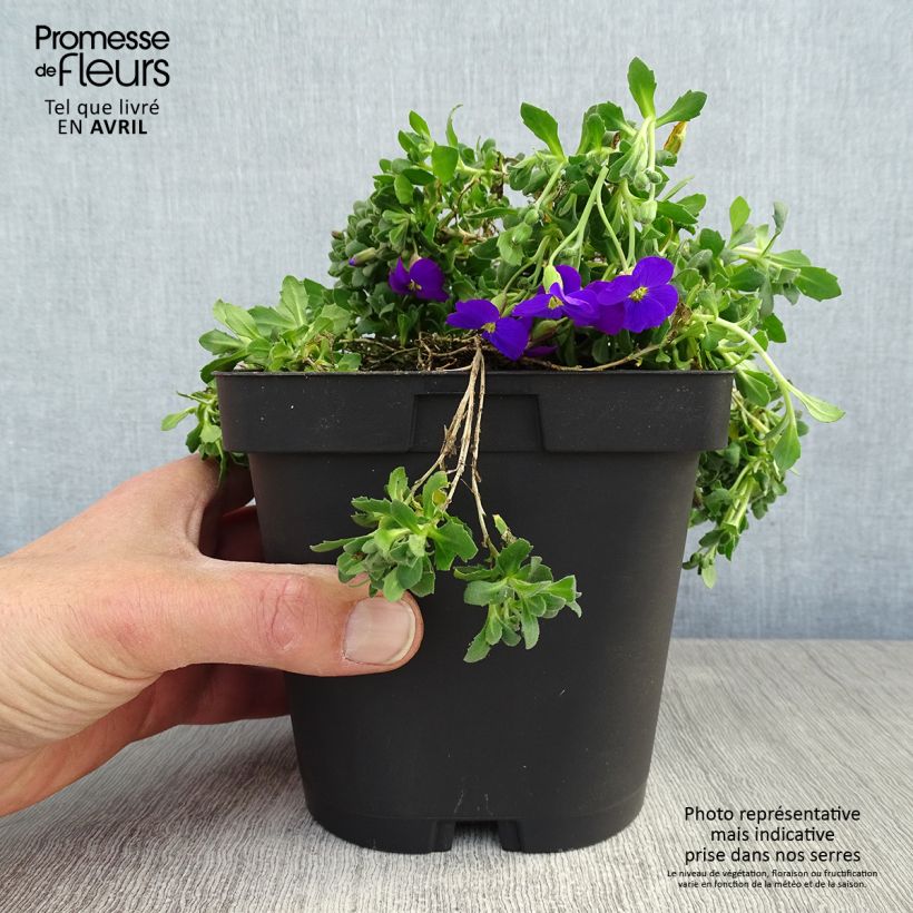 Aubrieta Cascade Purple - Aubrezia Vaso da 2L/3L esemplare consegnato in primavera
