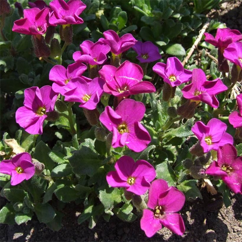 Aubrieta Red Carpet - Aubrezia (Fioritura)