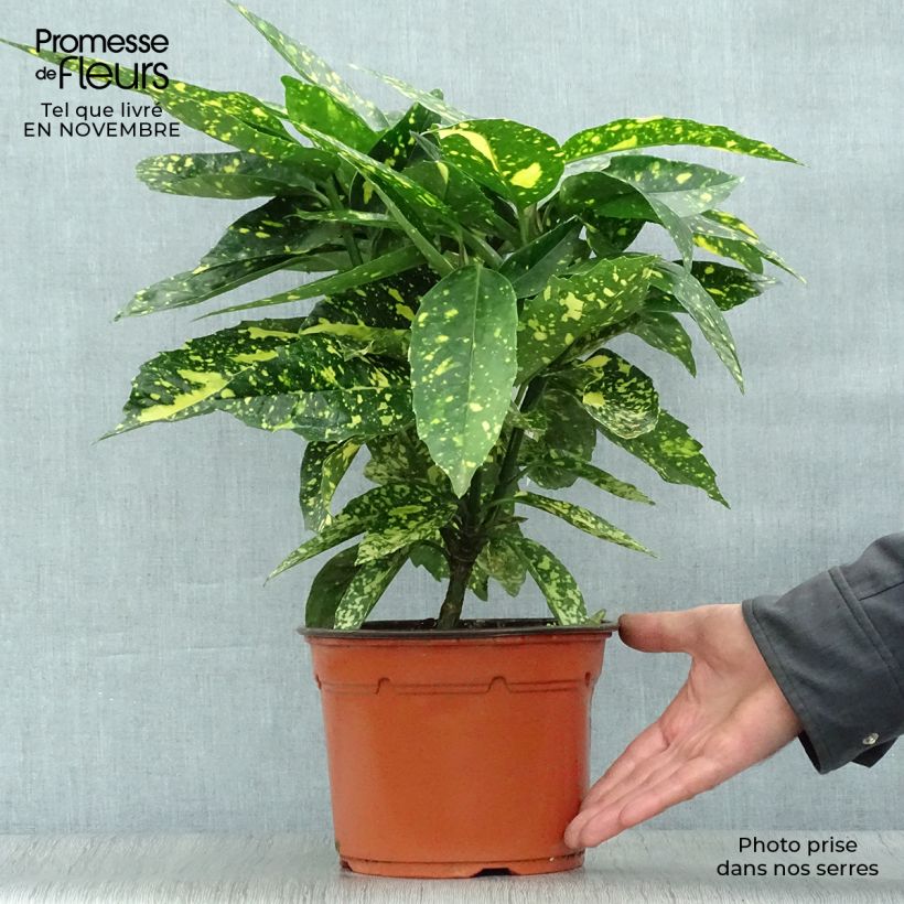 Esemplare di Aucuba japonica Crotonifolia Vaso da 2L/3L come consegnato in autunno