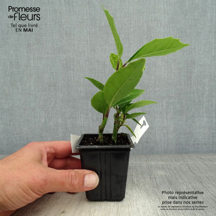 Aucuba japonica Crotonifolia Vasetto da 8/9 cm esemplare consegnato in primavera