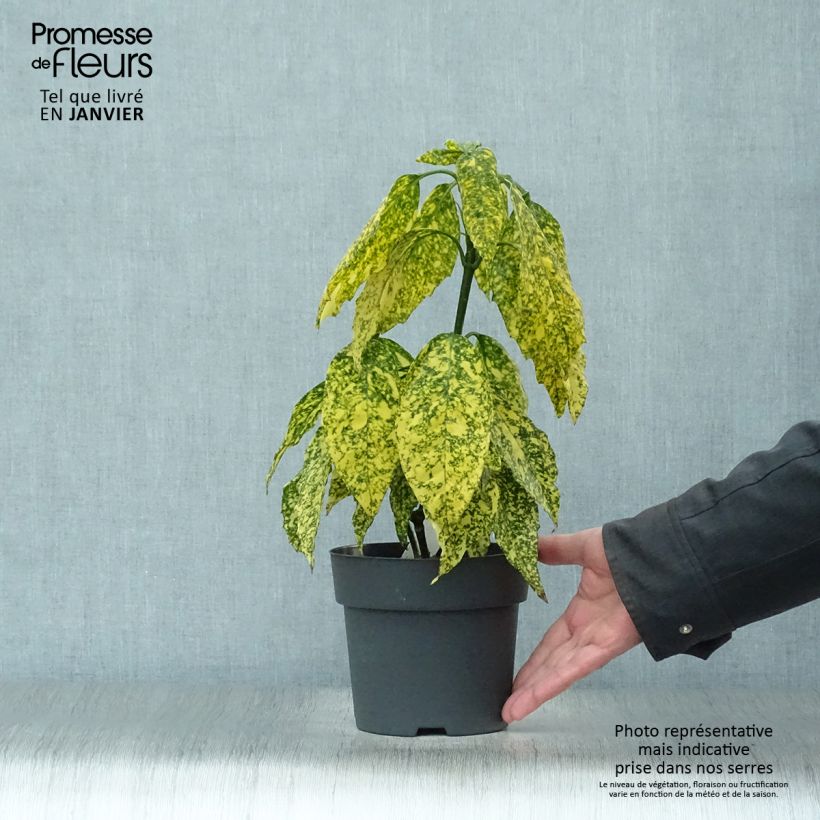 Aucuba japonica Golden King Vaso da 2L/3L esemplare consegnato in inverno