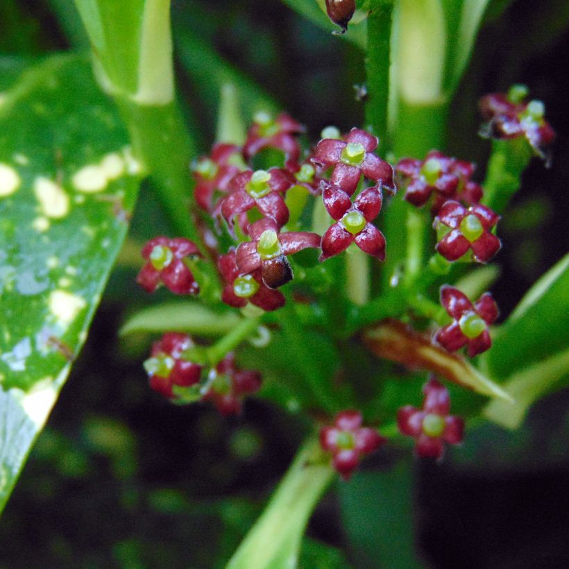 Aucuba japonica Variegata (Fioritura)