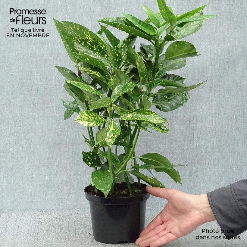 Esemplare di Aucuba japonica Variegata Vaso da 2L/3L come consegnato in autunno
