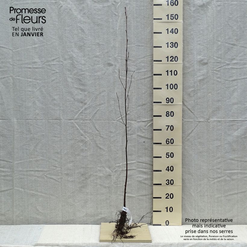 Alnus incana - Ontano bianco Piante piccole a radice nuda esemplare consegnato in inverno