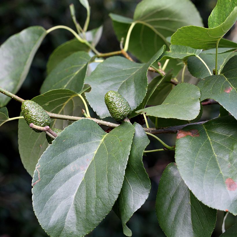 Alnus cordata - Ontano napoletano (Fogliame)