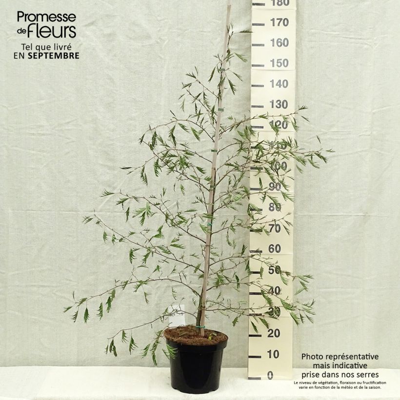 Esemplare di Alnus glutinosa Imperialis - Ontano nero Vaso da 7,5L/10L come consegnato in autunno