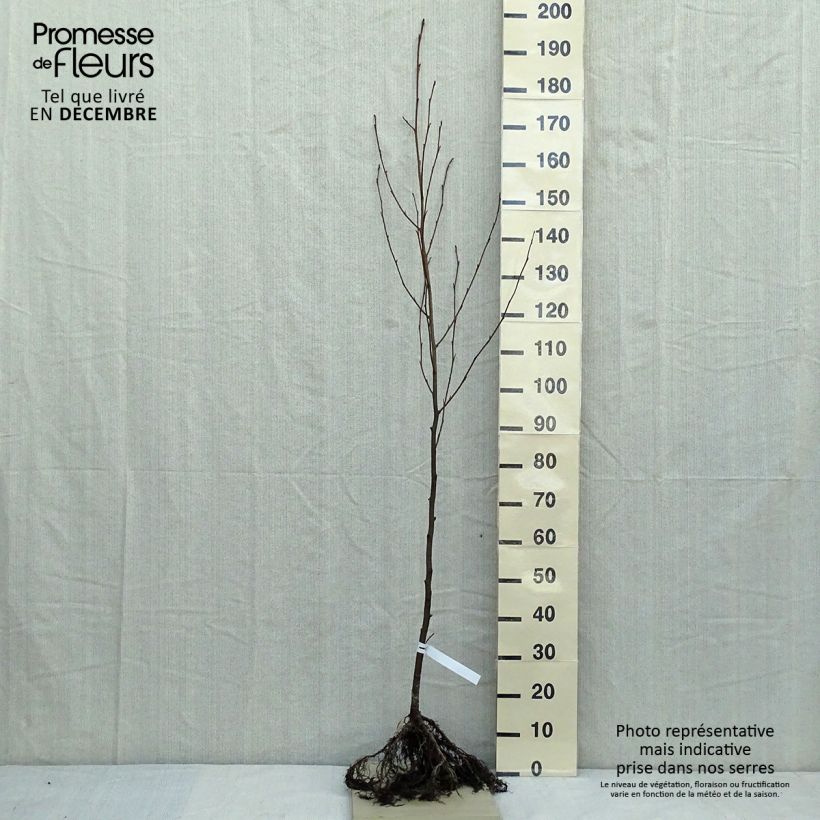 Alnus glutinosa - Ontano comune Piante piccole a radice nuda esemplare consegnato in inverno