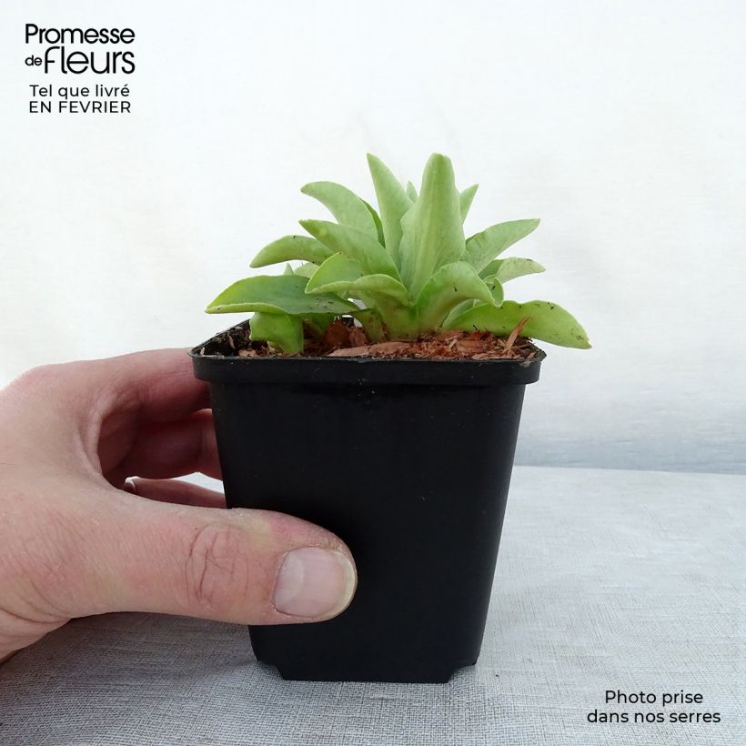 Primula pubescens Vasetto da 8/9 cm esemplare consegnato in inverno