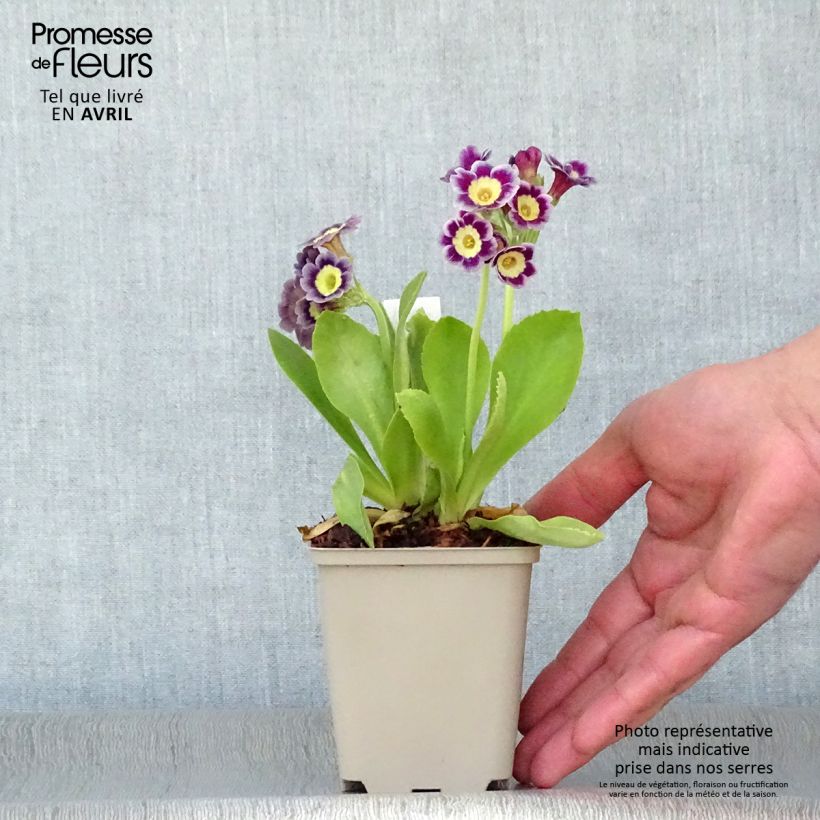 Primula pubescens Vasetto da 8/9 cm esemplare consegnato in primavera