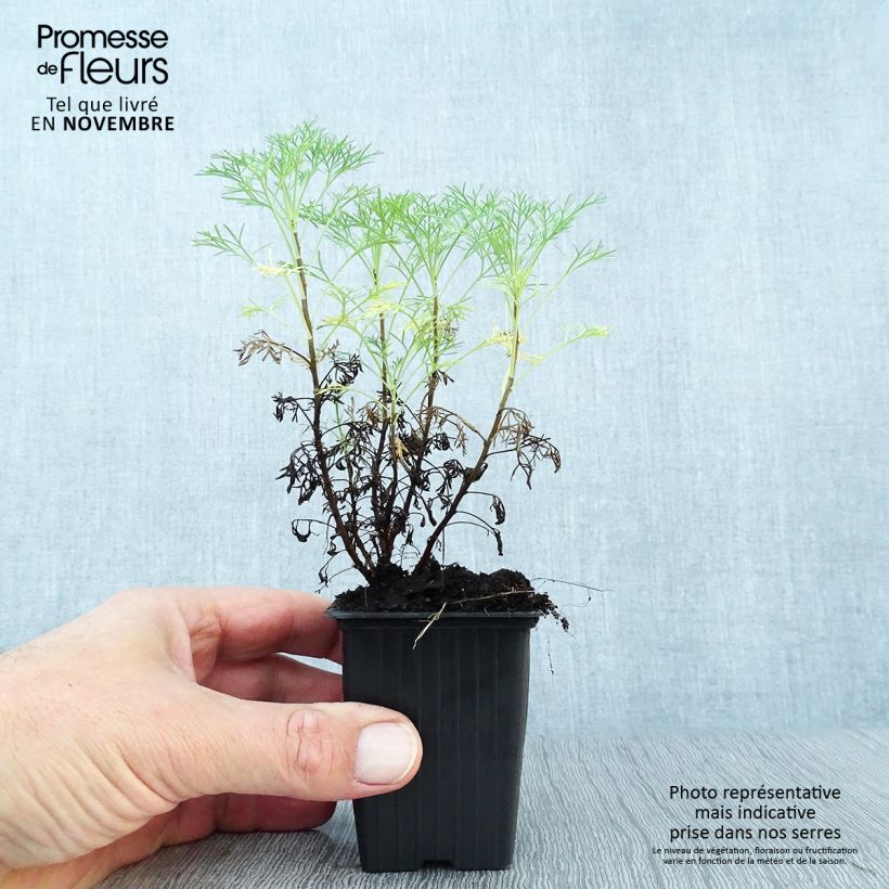 Esemplare di Artemisia abrotanum - Abrotano Vasetto da 7/8 cm come consegnato in autunno