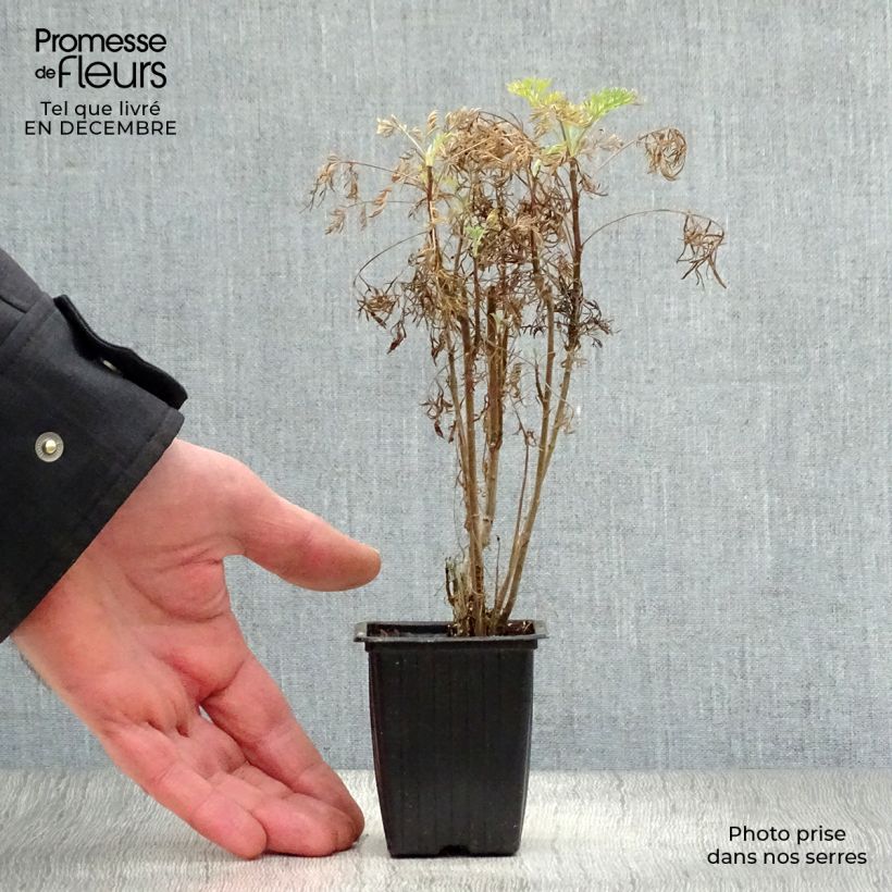 Artemisia abrotanum - Abrotano Vasetto da 7/8 cm esemplare consegnato in inverno