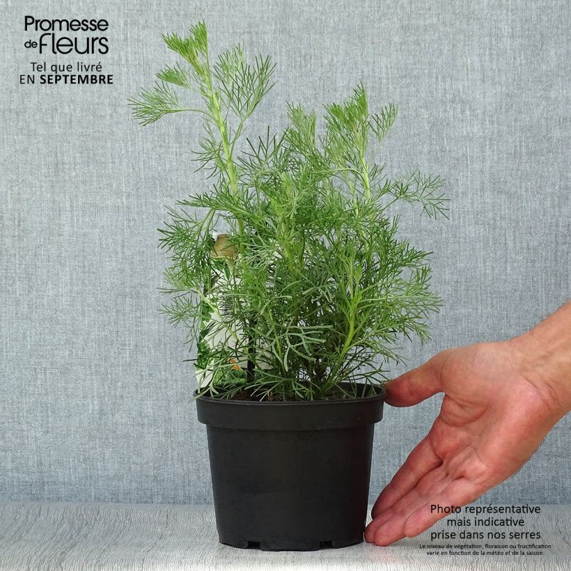 Esemplare di Artemisia abrotanum - Abrotano Vaso da 1,5L/2L come consegnato in autunno