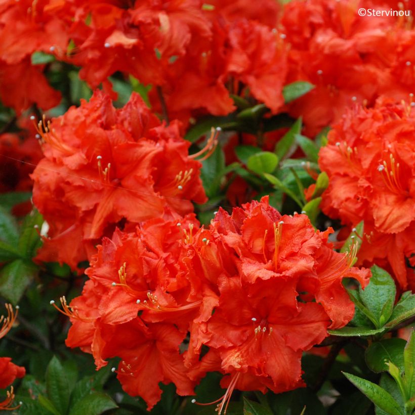 Azalea mollis de Chine Gibraltar (Fioritura)