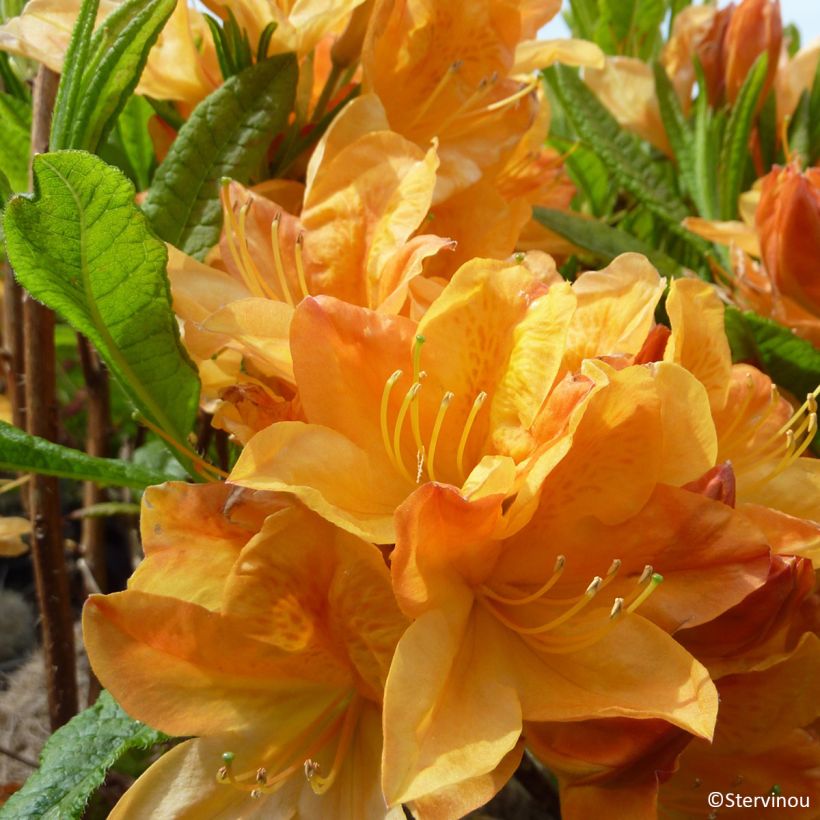 Azalea mollis Hortulanus H Witte (Fioritura)