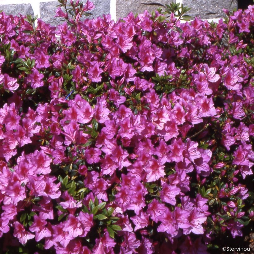 Azalea Beethoven (Porto)