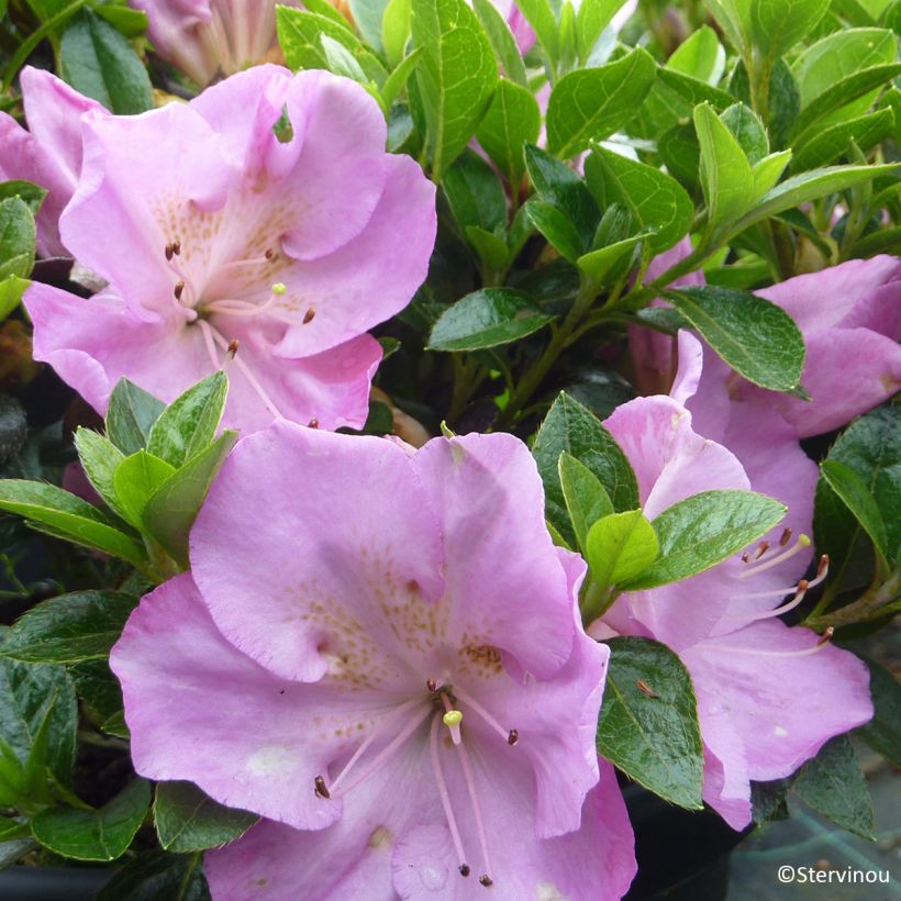 Azalea japonica Blue Moon (Fioritura)
