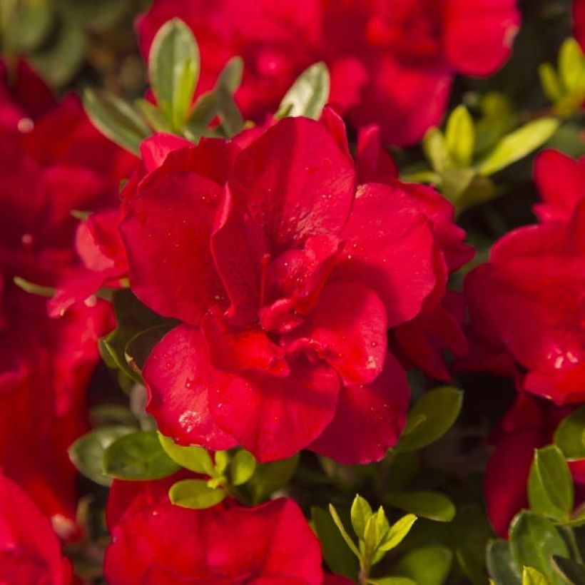Azalea ENCORE Bonfire (Fioritura)