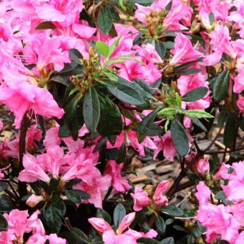 Azalea ENCORE Carnival (Fogliame)
