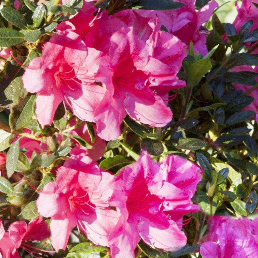 Azalea ENCORE Carnival (Fioritura)