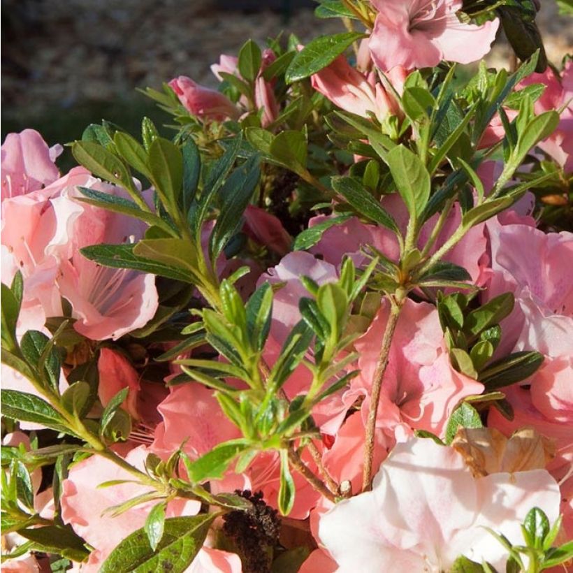 Azalea japonica ENCORE Debutante (Fogliame)