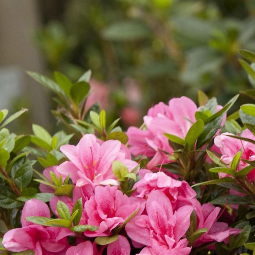 Azalea japonica ENCORE Empress (Fogliame)