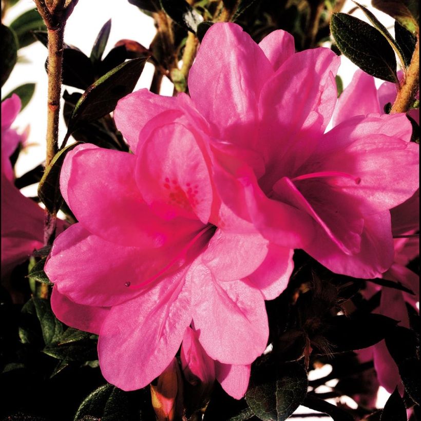 Azalea japonica ENCORE Empress (Fioritura)