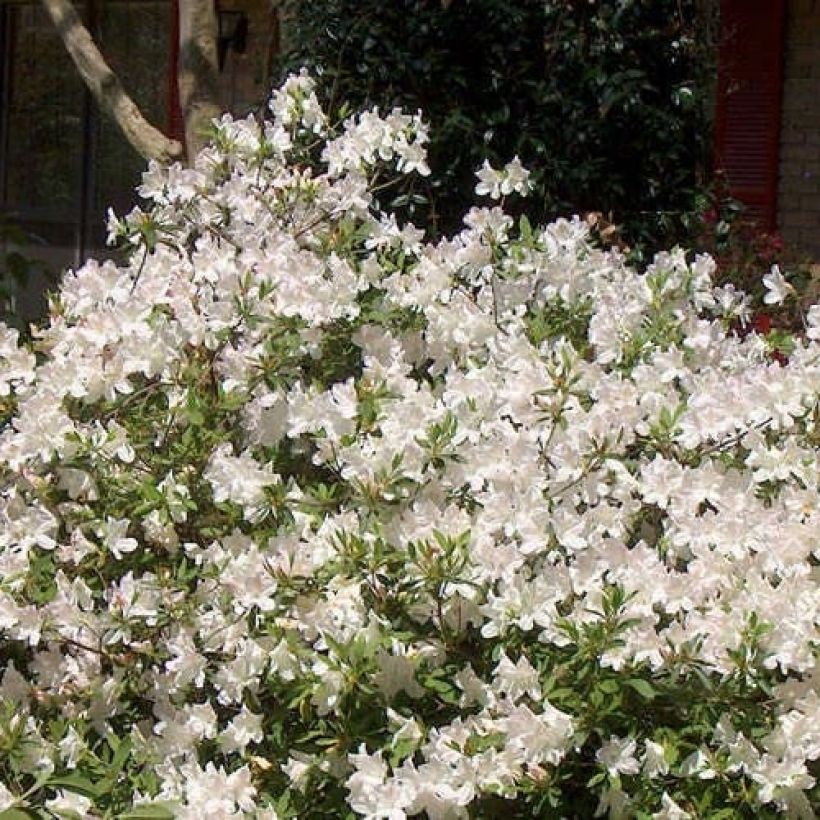 Azalea japonica ENCORE Ivory (Porto)