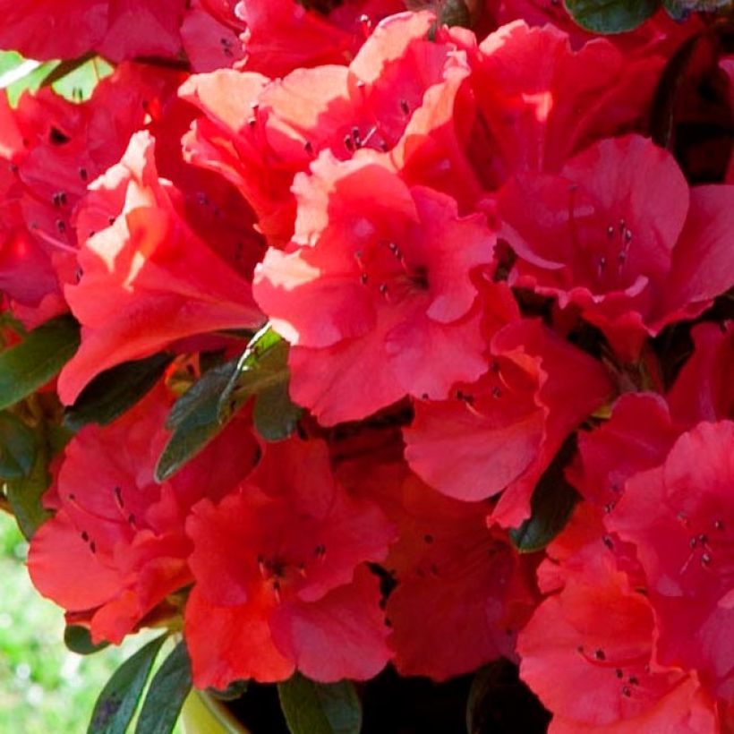 Azalea ENCORE Ruby (Fioritura)