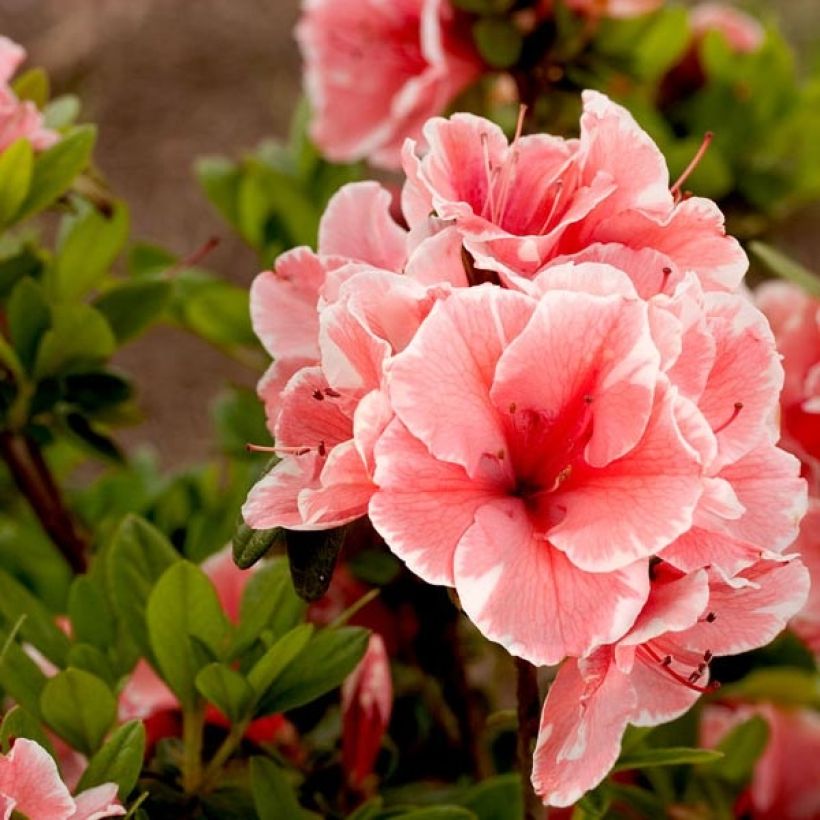 Azalea japonica ENCORE Sunburst (Fogliame)