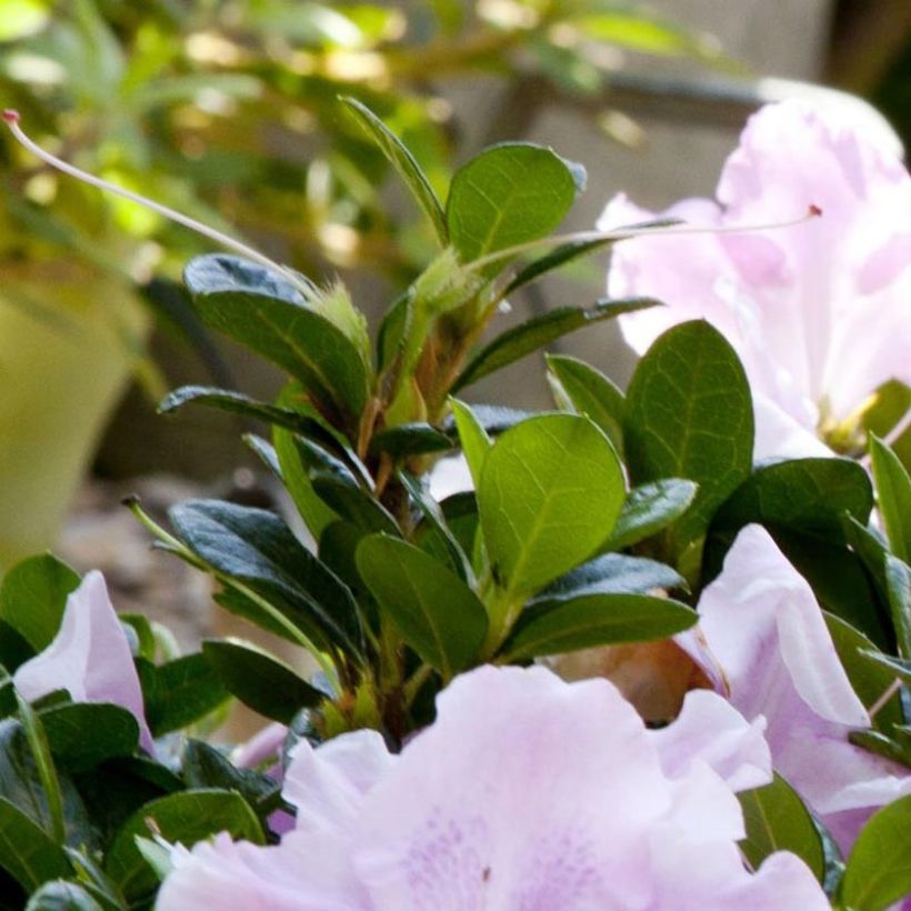 Azalea japonica ENCORE Sweetheart (Fogliame)