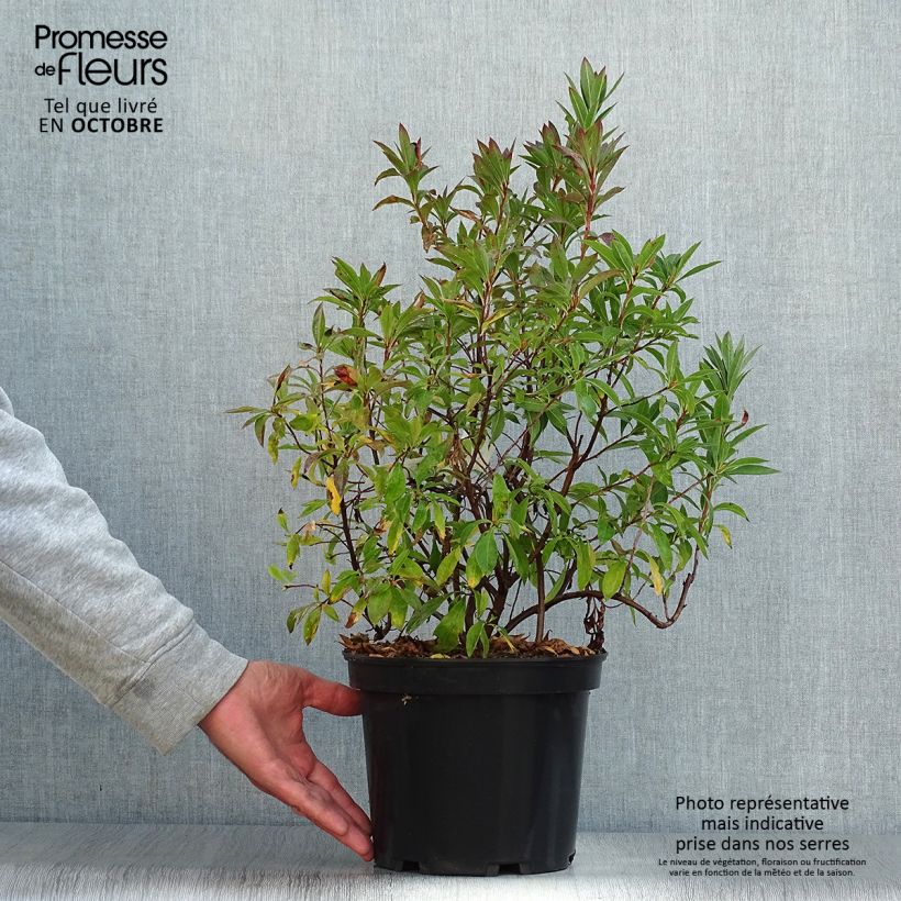Esemplare di Azalea canescens Vaso da 4L/5L come consegnato in autunno