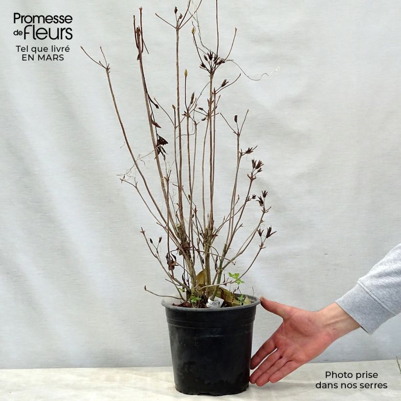 Azalea mollis Satan Vaso da 4L/5L esemplare consegnato in primavera