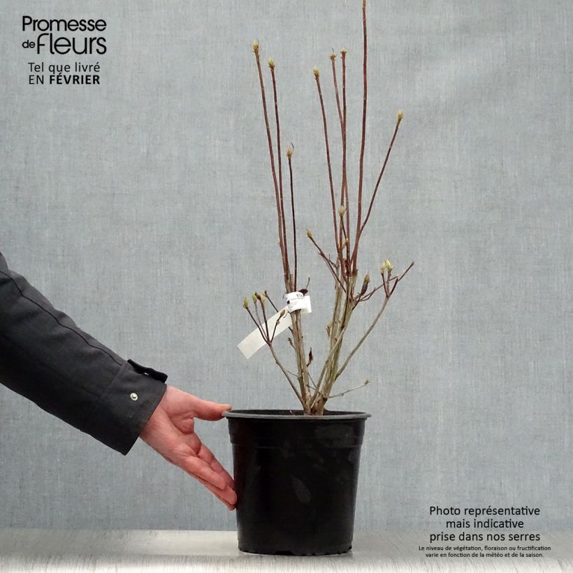 Azalea mollis Satan Vaso da 4L/5L esemplare consegnato in inverno