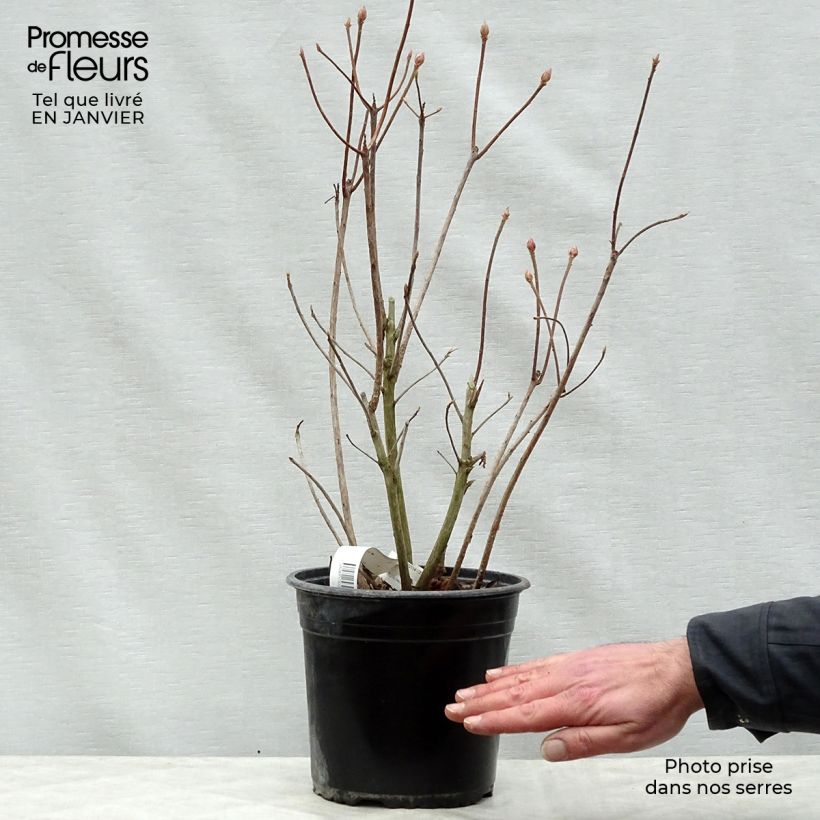 Azalea mollis Glowing Embers Vaso da 4L/5L esemplare consegnato in inverno