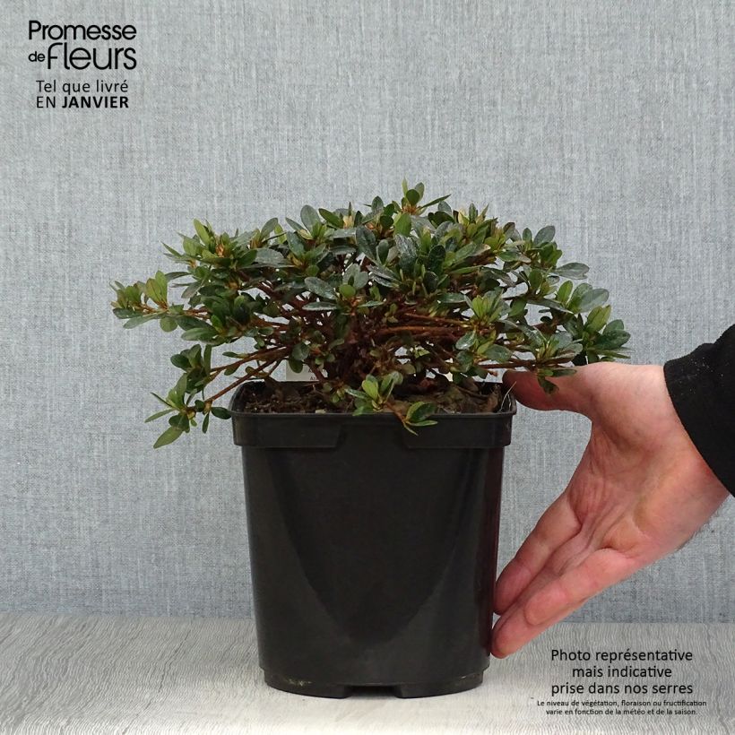 Azalea nakaharae Pink Cascade Vaso da 2L/3L esemplare consegnato in inverno