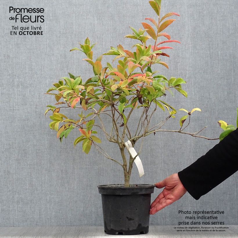 Esemplare di Azalea Anneke Vaso da 4L/5L come consegnato in autunno