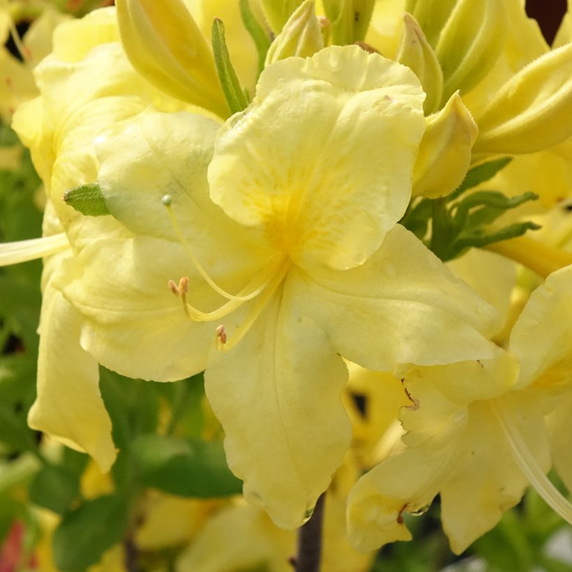 Azalea Anneke (Fioritura)