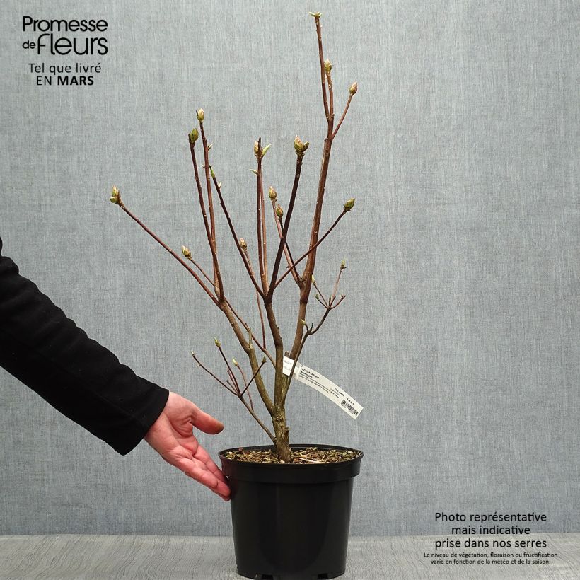 Azalea Arneson Gem Vaso da 4L/5L esemplare consegnato in primavera