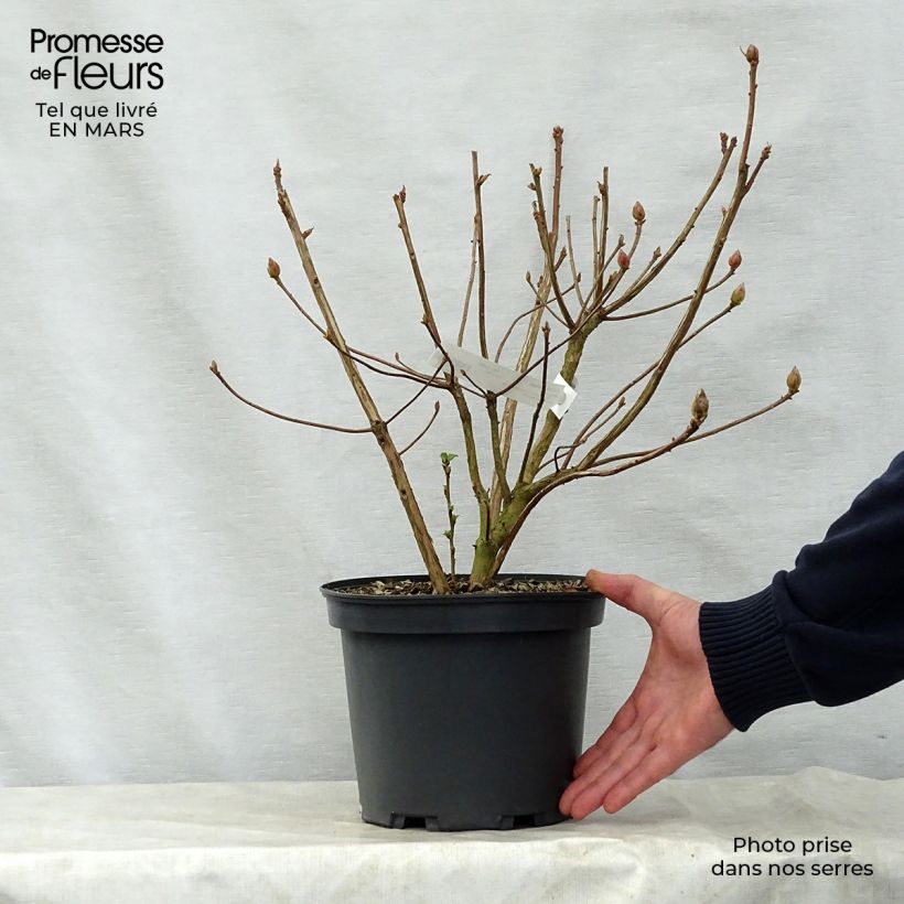 Azalea Berry Rose Vaso da 4L/5L esemplare consegnato in primavera