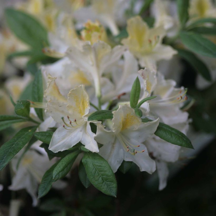 Azalea mollis Daviesii (Fioritura)