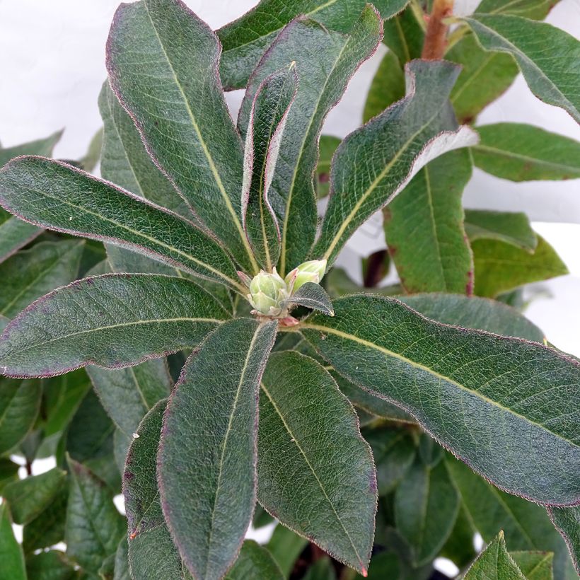 Azalea mollis Daviesii (Fogliame)