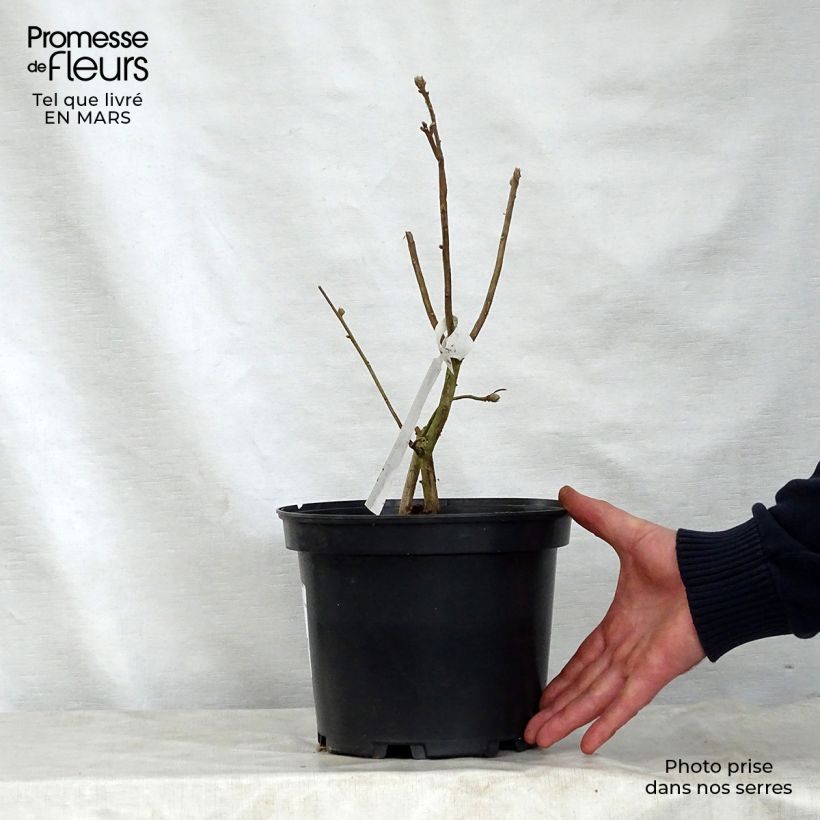 Azalea mollis Daviesii Vaso da 4L/5L esemplare consegnato in primavera