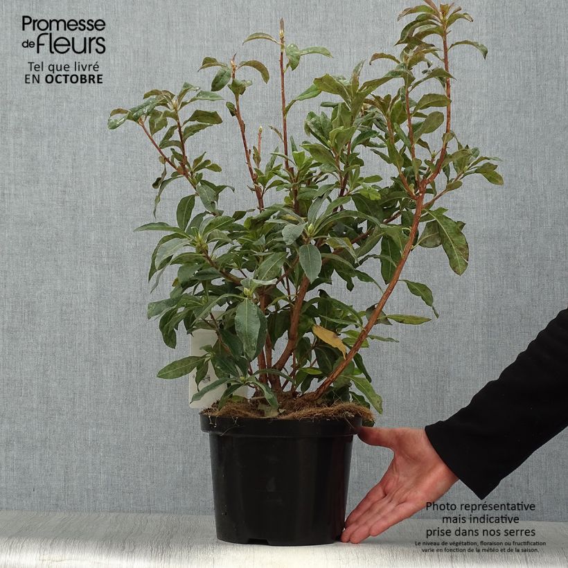 Esemplare di Azalea mollis Daviesii Vaso da 4L/5L come consegnato in autunno